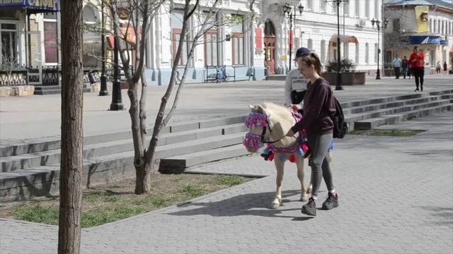 Пони бегает по кругу смотреть онлайн