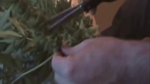 Balcony growing Lowryder #2; PART 7b Cutting and drying