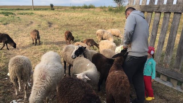 Сбылась мечта! Мы купили 100% нубийскую козу. Едем в Беларусь. Жена счастлива. Муж рад! смотреть онлайн