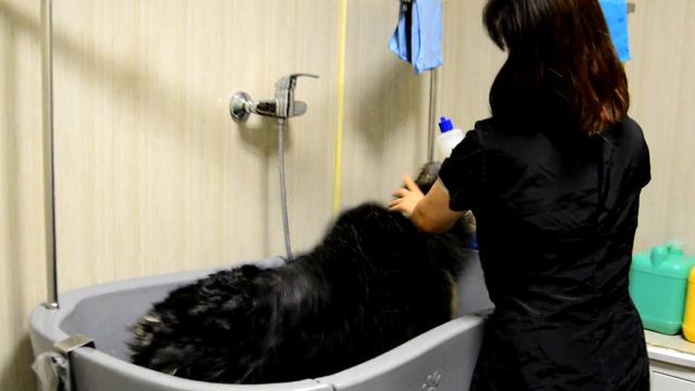 Как мыть БОЛЬШИХ собак? Моем немецкую овчарку. PRO-Хвост смотреть онлайн