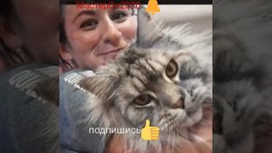КОТ ГИГАНТ ?Самый большой кот в мире проды Мейн кун