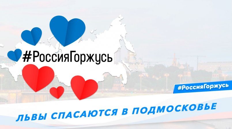 Львы спасаются в Подмосковье