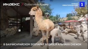 В Бахчисарайском зоопарке родился альпака Снежок