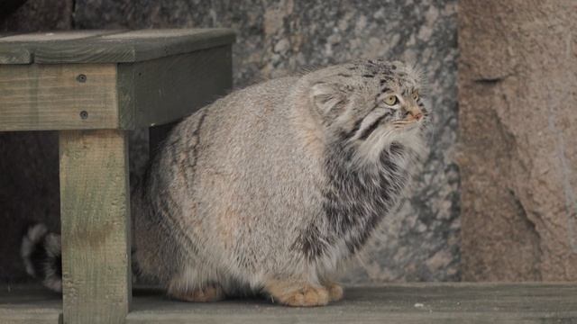 Timofey the Pallas's cat hunting смотреть онлайн