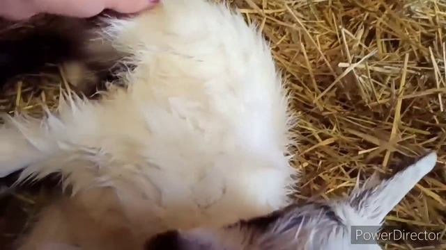 ОКОТ КОЗЫ/если что СПАСАТЬ НЕ БУДУ! смотреть онлайн