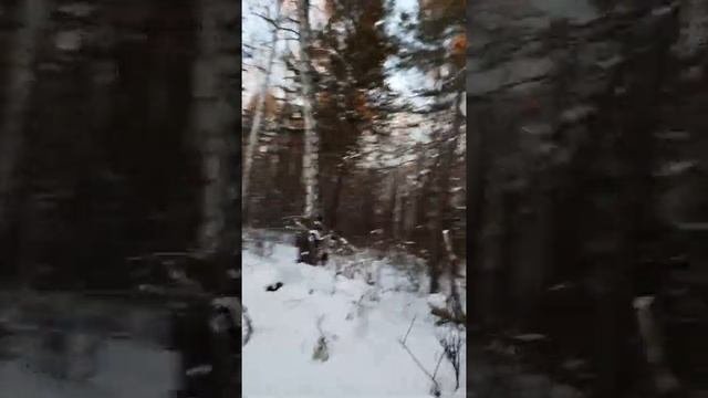 Тальники