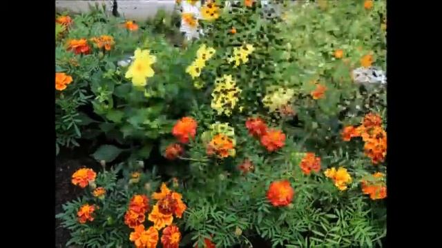 "Цветочный оркестр" смотреть онлайн