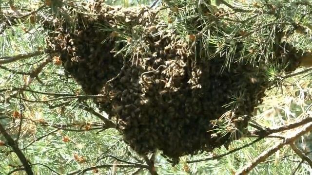 Ох уж этот странный рой пчел смотреть онлайн