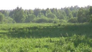 Волок в поле