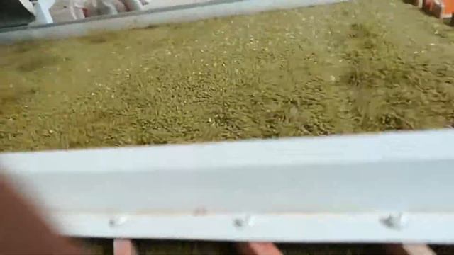 Зеленый Маш - Green mung beans смотреть онлайн