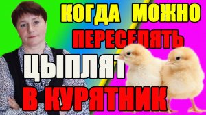 Когда можно переселять цыплят в курятник. Бройлер 2кг180гр за месяц - чем кормить.