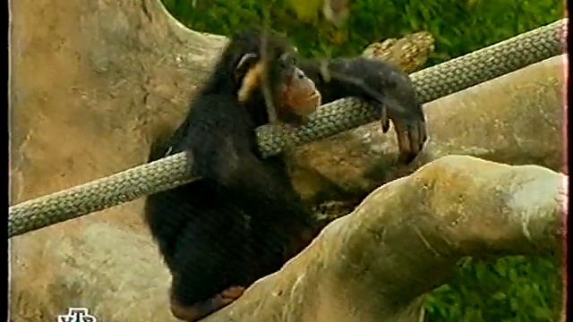 Путешествие Натуралиста (14.12.2001) Египет : Луксор, Каирский зоопарк смотреть онлайн