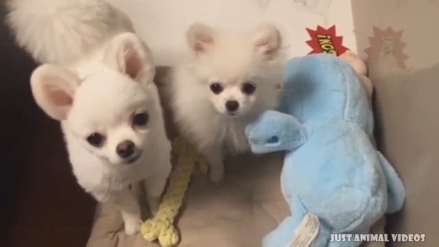 POMERANIAN THE CUTEST DOGS
