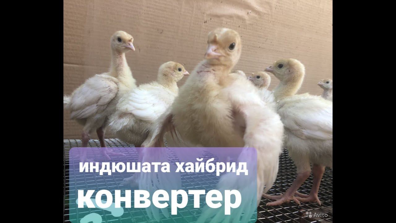 У нас    пополнение -Индюшата  Хайбрид  конвертер . Начинаем новый  сезон