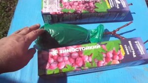 Три сорта Винограда Морозостойкие из Барнаула  София,Тукай ,Мускат Розовый.