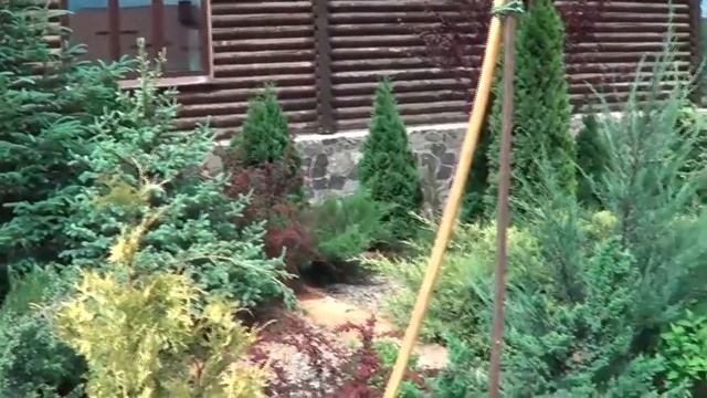 Вейгела. Личная коллекция Самых Красивых Декоративно Лиственных Кустарников Для Сада смотреть онлайн