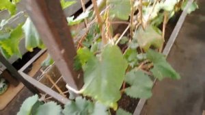 Северное виноградарство - на что ориентироваться и немного экзотики.