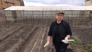Посев моркови. БЕЗ ГОРЕЧИ и МОРКОВНОЙ МУХИ.