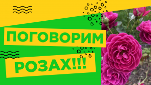 ПОГОВОРИМ О РОЗАХ!!!