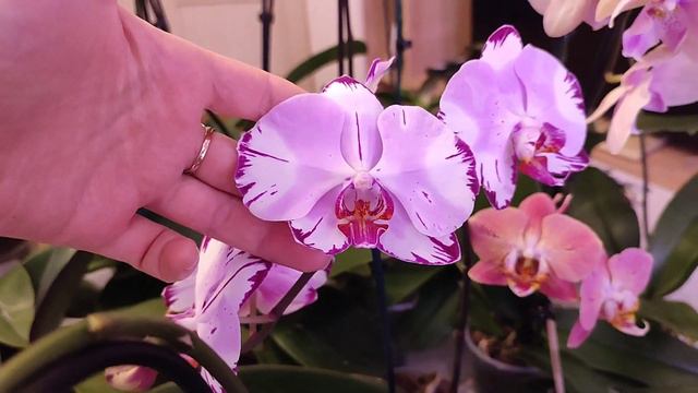 Разбираю подоконник с орхидеями🌺🌿✨#голландскиеорхидеи#орхидеифаленопсис#орхидея