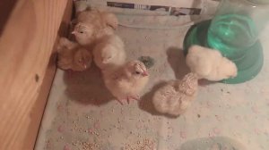 Эксперимент скрещивания пород кур ДЕКАЛБ и петухов ДОМИНАНТ.