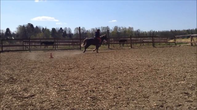 equestrian trail смотреть онлайн