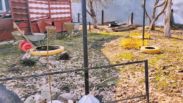 Посадка лилий деревьев весной. ИТ гибриды лилий. апрель 2023 Подмосковье.Наш опыт. смотреть онлайн