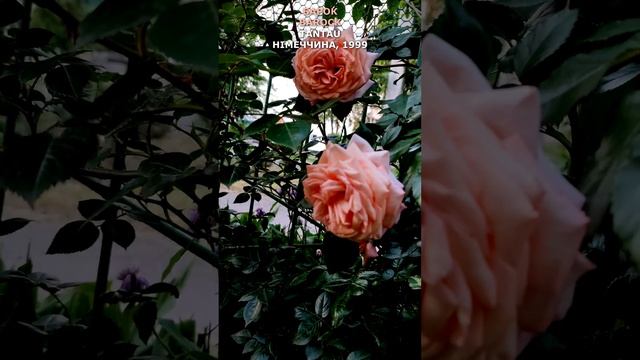 Троянда Барок в моєму саду 16.06.22. Tantau, 1999. Barock Rose in my garden June 16. 2022. #shorts