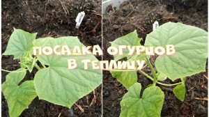 Высадка рассады огурцов в теплицу. Что положить в лунку при посадке? чем подкормить рассаду огурцов?