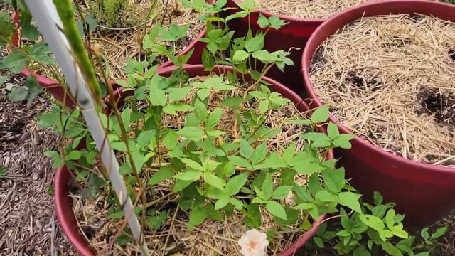 My Garden Is Growing Back!!! смотреть онлайн