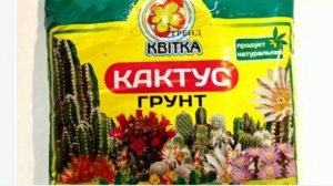 Как ухаживать за кактусом,чтобы он зацвёл?         секрет успеха..