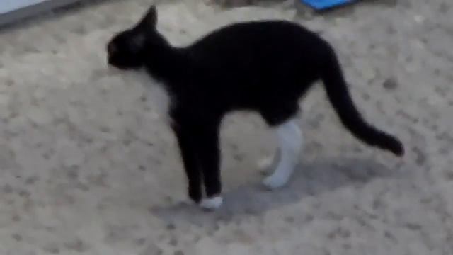 Утреннее Котэ с окна :) смотреть онлайн