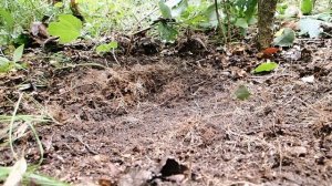 Находки по ЧЖУРДЖЭНЯМ в Приморском крае.  ГДЕ-ТО В ЛЕСУ.