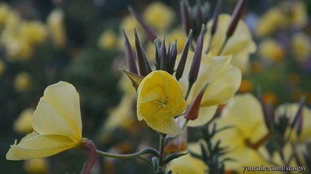 Лунник.Ночная свеча.Ночная красавица или просто Энотера. смотреть онлайн