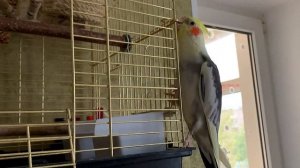 Ухаживаем за кореллой видео рутуб