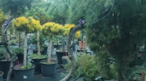 Кедр гималайский / Cedar deodara