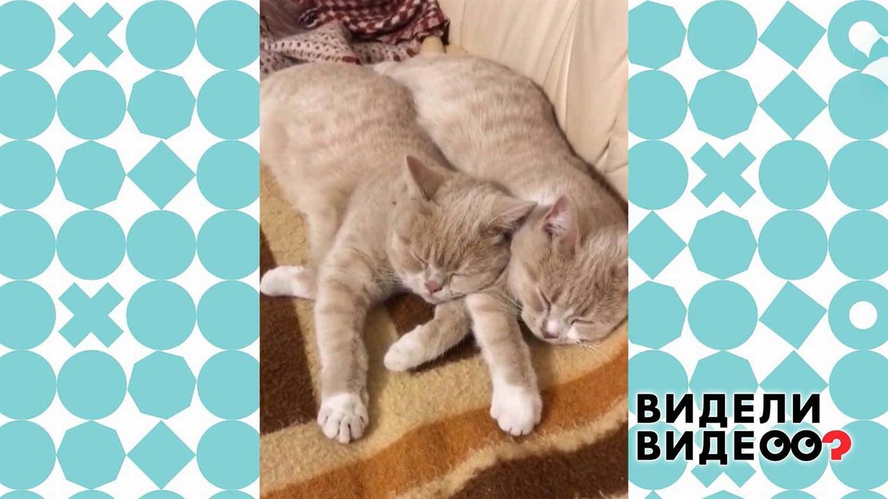 Неразлучные кошечки Зита и Гита. Видели видео? Фрагмент выпуска от 11.10.2020