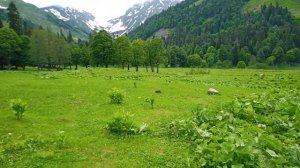 Альпийские луга_1