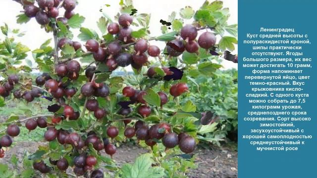 Сорта крыжовника \дача\сад\ смотреть онлайн
