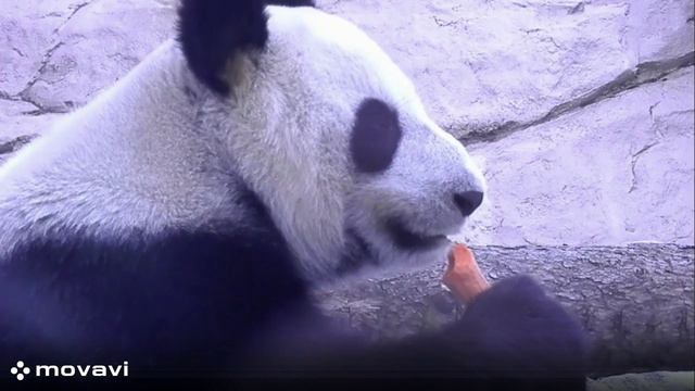 Влог / Московский зоопарк. Панда. / 8.04.22 год