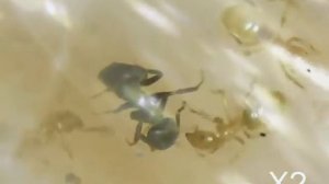 Защита колонии от вражеского разведчика.(Lasius Flavus vs Lasius Emarginatus)