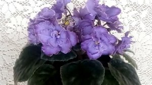 Фиалка Blue Dragon(LLG/P. Sorrano)/Описание сорта фиалки/Видео ОБЗОР СОРТА фиалки.