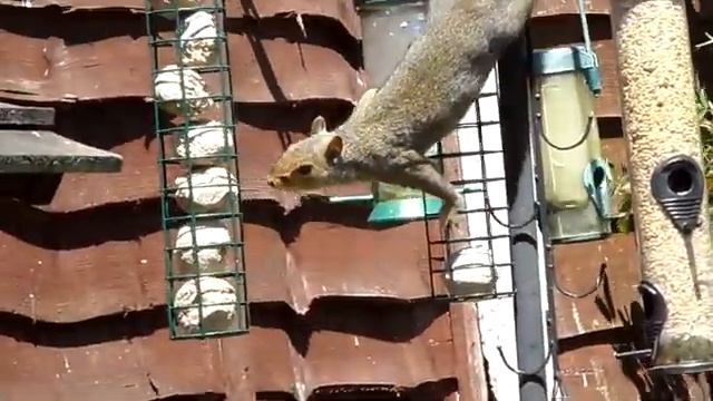 SAMSUNG WB600 HD TEST PART 2 SQUIREL смотреть онлайн