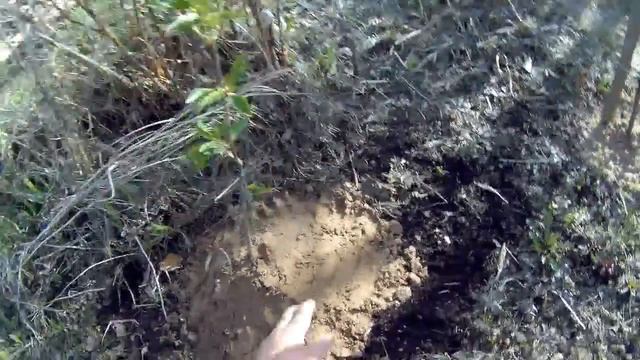 посадка вишни дача под Архангельском смотреть онлайн