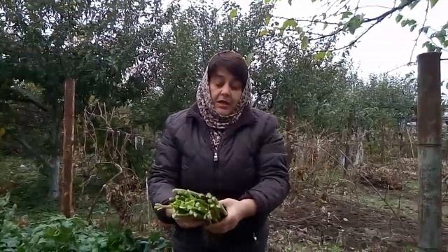 Уборка и хранение черешкового сельдерея. смотреть онлайн