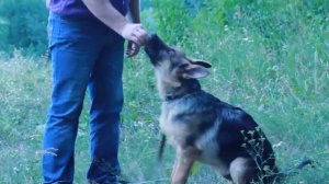 Как обучить собаку командам Сидеть, лежать, стоять