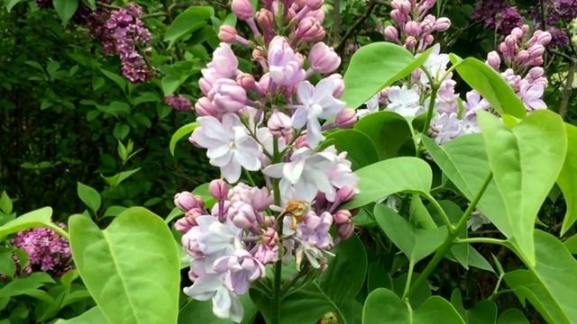 сорт сирени S v Нежность смотреть онлайн