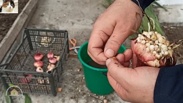 Когда выкапывать гладиолусы и как подготовить луковицы гладиолусов к зиме на хранение