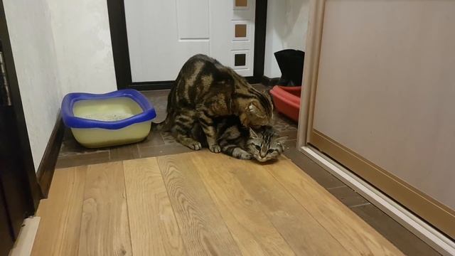 Вязка с кошкой Маруся