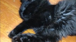 Кот всё-таки принял котенка после смерти кошки